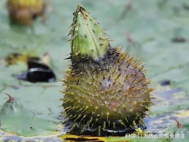 5曝光!第一名居然是它?煮粥煲汤香炸了!尊龙AG人生就是博中国芡实排行榜TOP(图3) 5曝光!第一名居然是它?煮粥煲汤香炸了!尊龙AG人生就是博中国芡实排行榜TOP(图3)